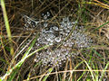 IMG 4667.jpg