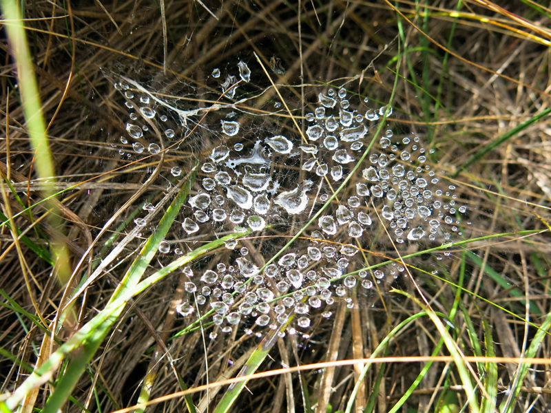 Arquivo:IMG 4667.jpg