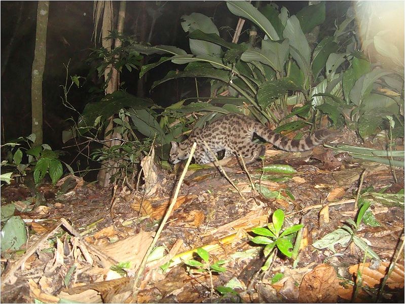 Arquivo:Gato maracajá.jpg