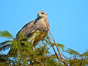 DSCN0817.JPG