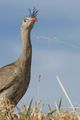 Cariama-cristata-Cerrado07-2010-DSC0349.jpg