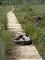 DSC04634.JPG