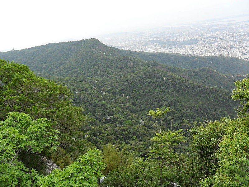 Arquivo:Tijuca.jpg