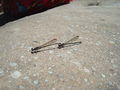 DSC03685.JPG