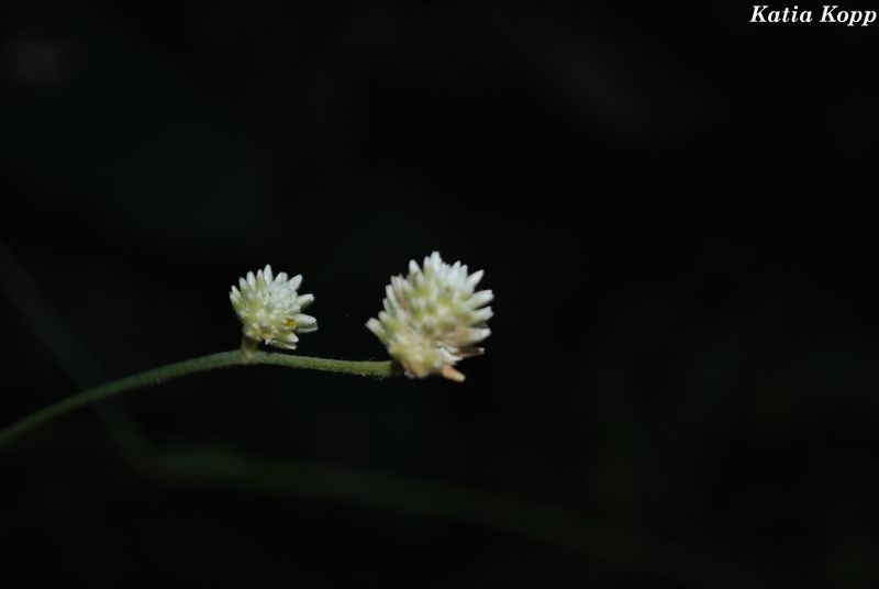 Arquivo:DSC 0029.jpg