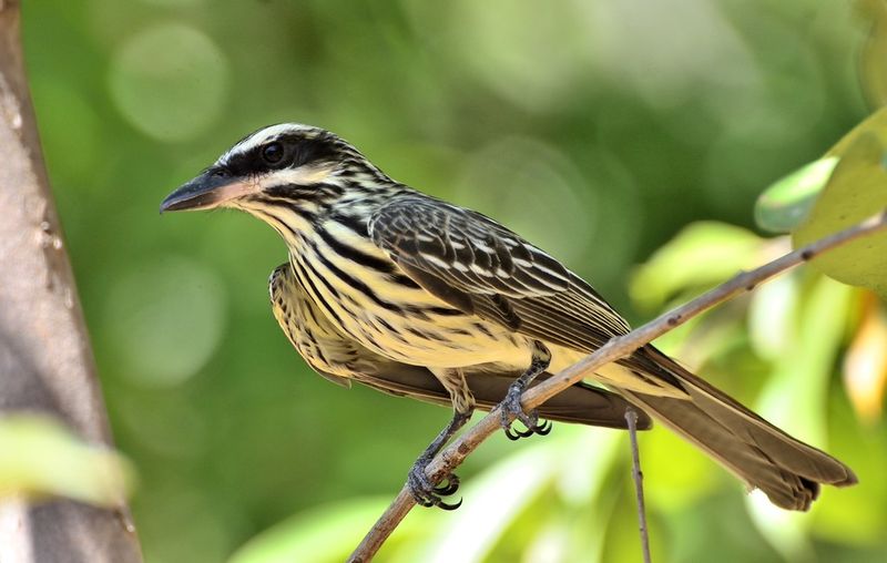 Arquivo:Bem-te-vi-rajado WA1859678.jpg