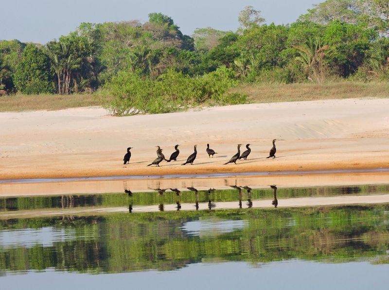 Arquivo:Cantão - praia com biguás reduzida.jpg