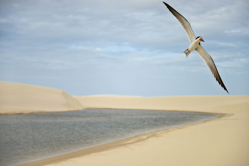 Arquivo:Lençois Maranheses- gaivota.jpg
