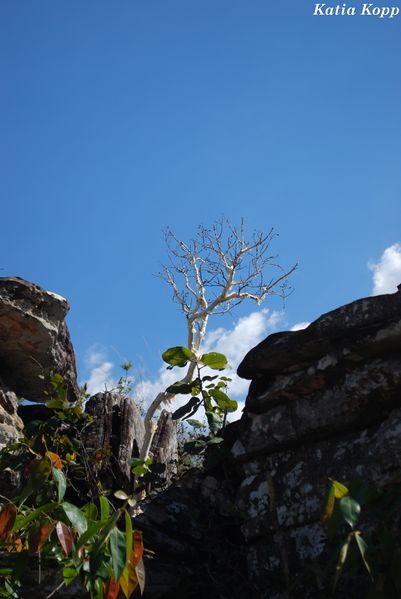 Arquivo:DSC 0125.jpg