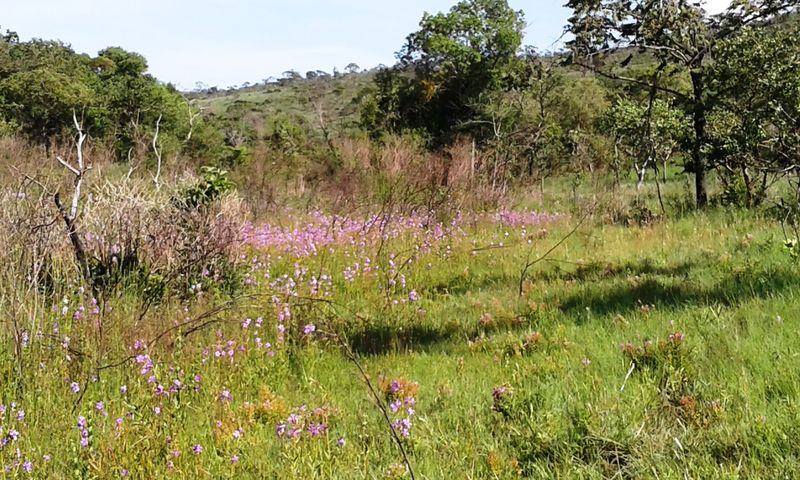 Arquivo:20185251896751.jpg