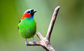 Saira Militar Tangara cyanocephala.jpg