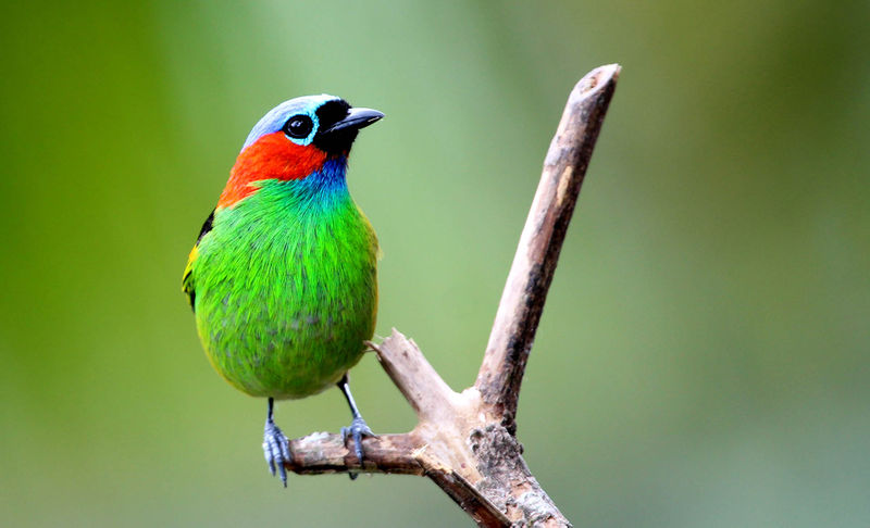 Arquivo:Saira Militar Tangara cyanocephala.jpg