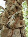 IMG 4152.JPG