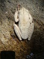 Adrianopolis 2011 034.JPG