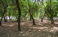 Flora do parque das dunas.jpg