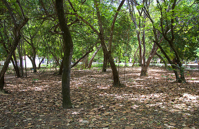 Arquivo:Flora do parque das dunas.jpg