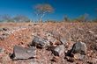Monumento Natural das Árvores Fossilizadas - Fósseis na Afloramento Buritirana..jpg