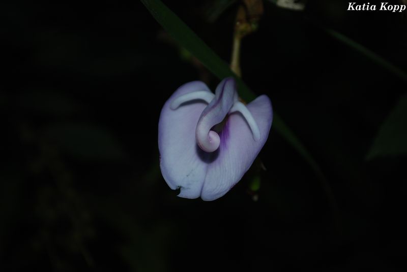 Arquivo:DSC 0025.jpg