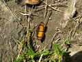 IMG 4736.jpg