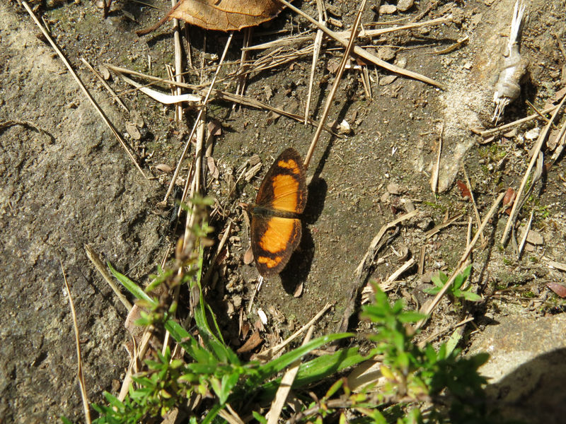 Arquivo:IMG 4736.jpg