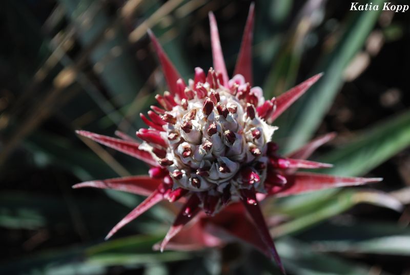 Arquivo:Bromelia sp (5).jpg
