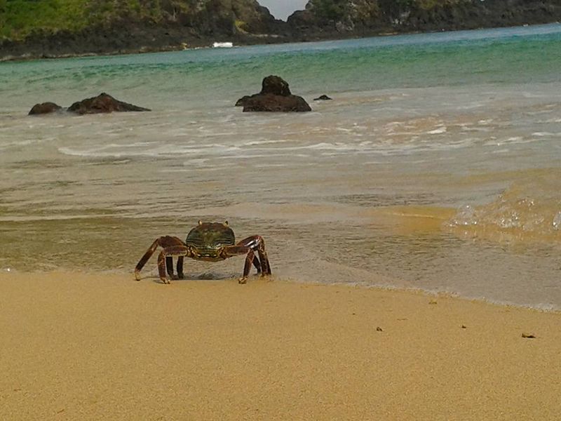 Arquivo:Noronha siri.jpg