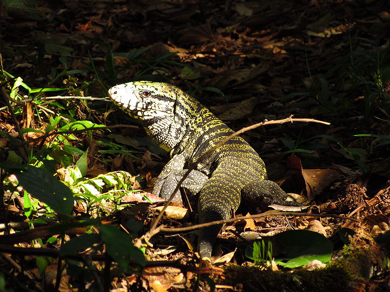 Arquivo:Tupinambis merianae.jpg