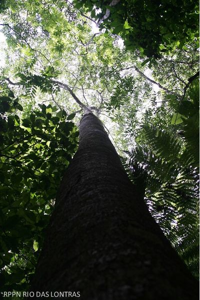Arquivo:Guarajuva (Buchenavia kleinii).jpg