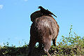 Capivara passaro.JPG