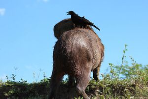 Capivara passaro.JPG