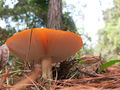 IMG 4758.jpg
