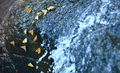 DSC 1137.JPG