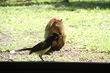 Natureza em plena harmonia no Parque Natural Municipal dasAraucárias, em Guarapuava, Paraná.JPG