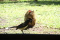 Natureza em plena harmonia no Parque Natural Municipal dasAraucárias, em Guarapuava, Paraná.JPG