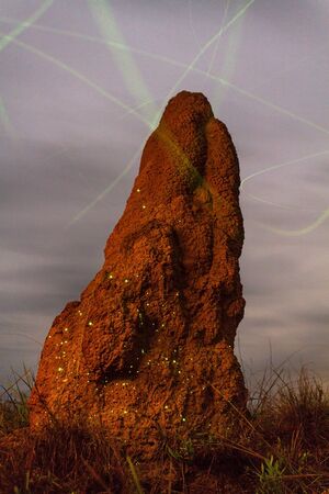 Bioluminescencia parna emas.jpg