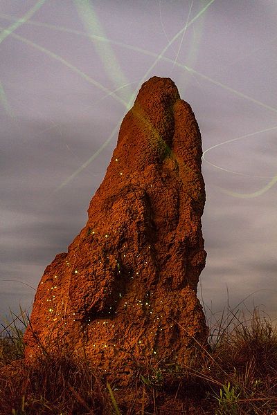 Arquivo:Bioluminescencia parna emas.jpg