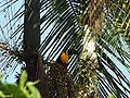 Tucano de Bico Preto - Ramphastos Vitellinus.JPG