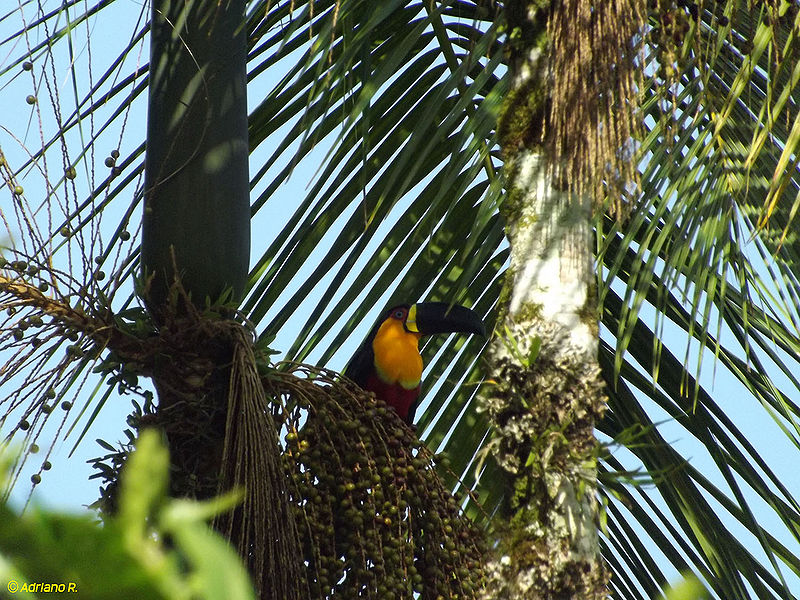 Arquivo:Tucano de Bico Preto - Ramphastos Vitellinus.JPG