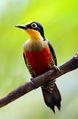 Benedito de Testa Amarela Melanerpes flavifrons 1.jpg