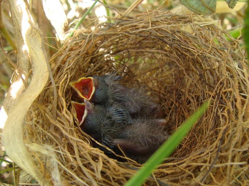 Arquivo:20201226196838.jpg