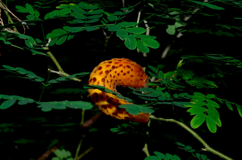 Arquivo:DSC4171.jpg
