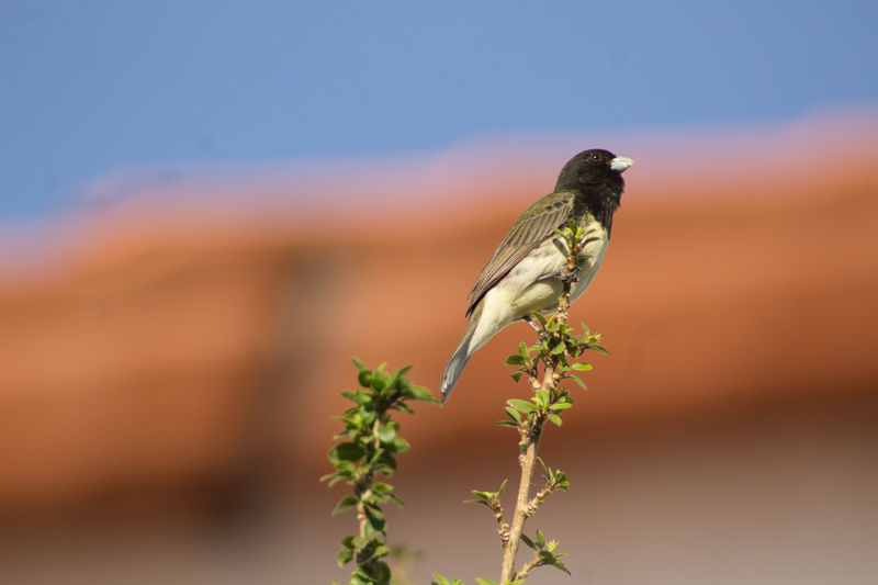 Arquivo:Baiano.jpg