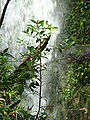 Serra do mar itutinga piloes 3.jpg