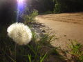 IMG 0509.JPG