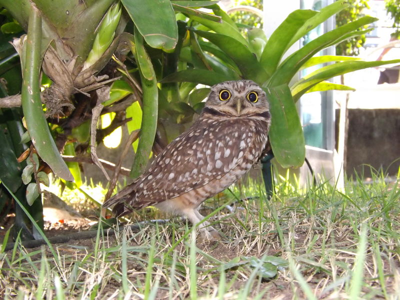 Arquivo:2017443898665.jpg