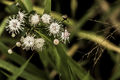 Inflorescencia.jpeg