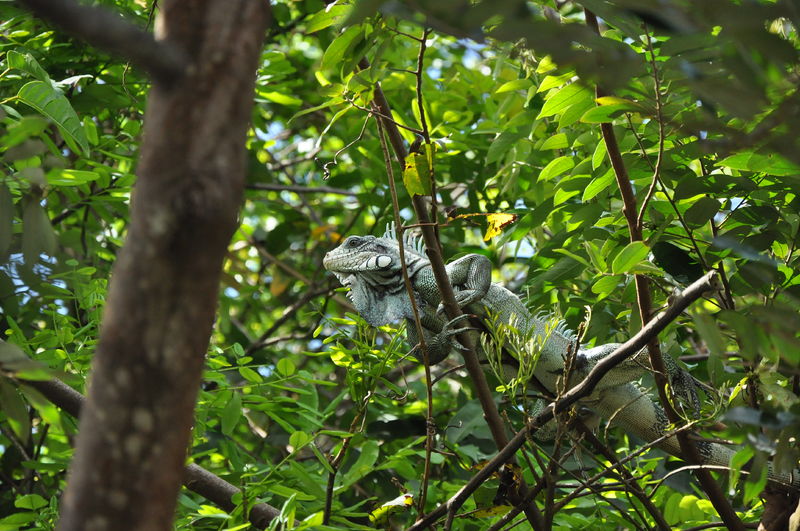 Arquivo:Iguana amazônica.jpeg