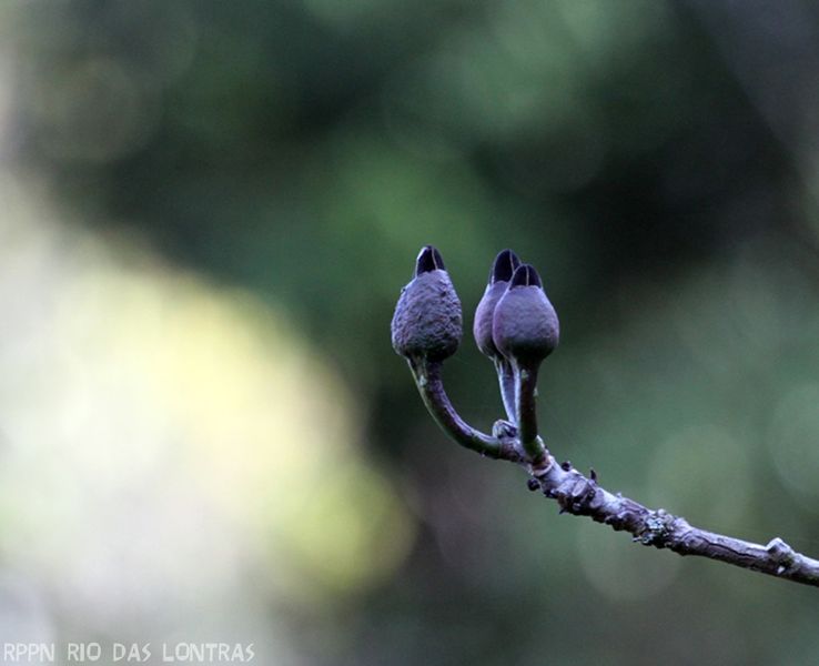 Arquivo:Embiruçu (Pseudobombax grandiflorum).jpg