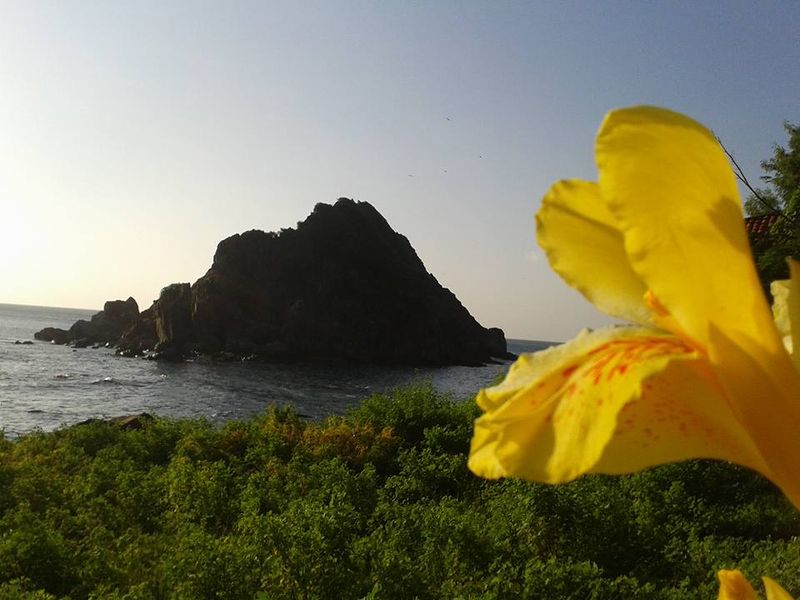 Arquivo:Noronha flor.jpg