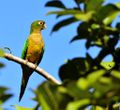 Periquito-da-caatinga WA1748389.jpg